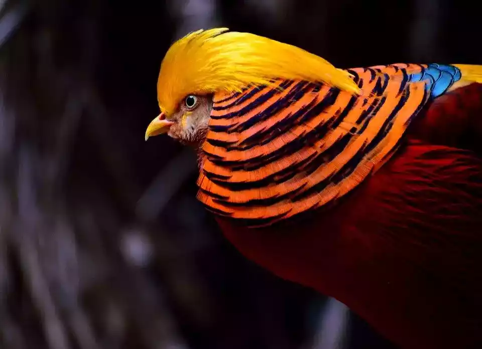 Pheasant