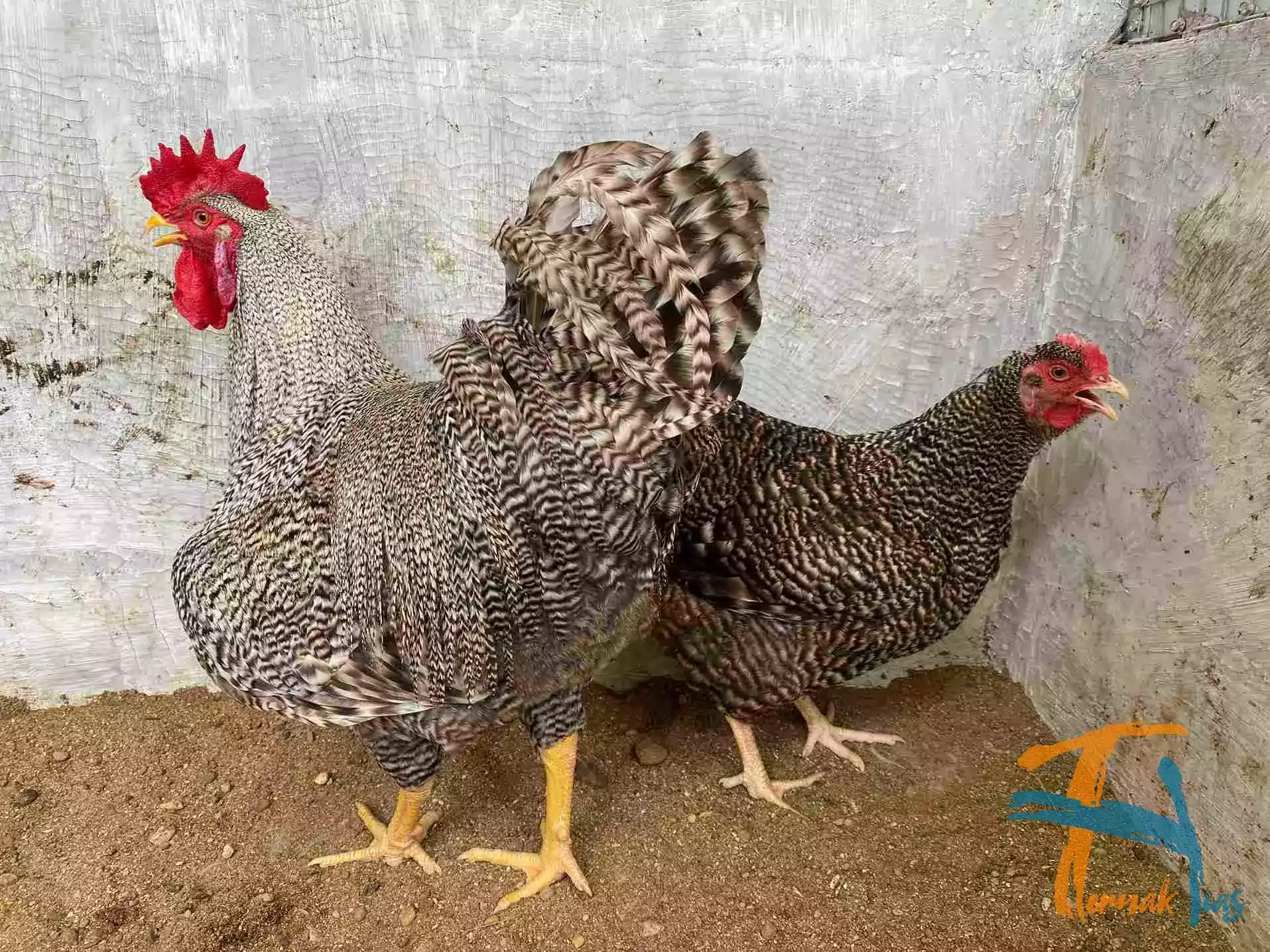 Ayam Plymouth Rock