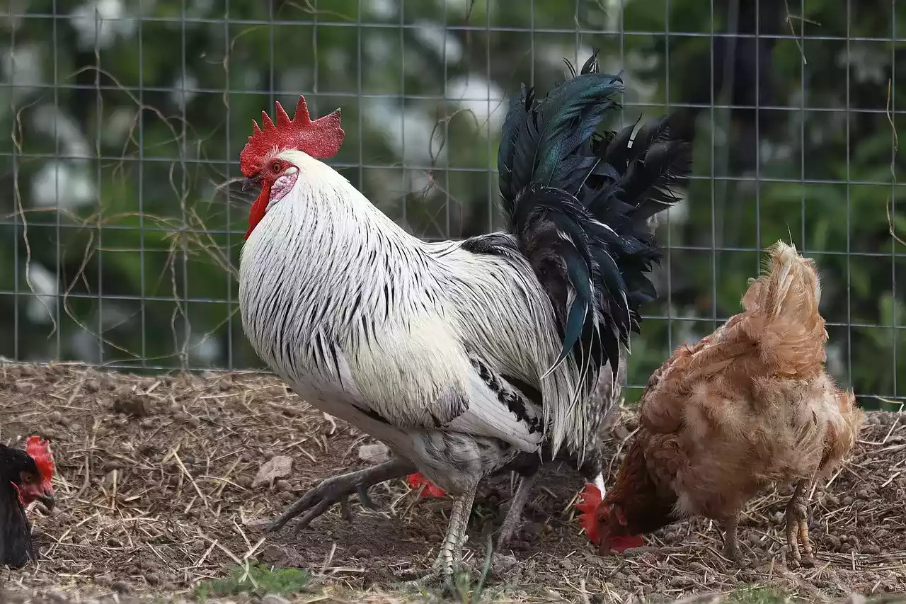 Rahasia Sukses Beternak Ayam Joper dari Bibit RBS
