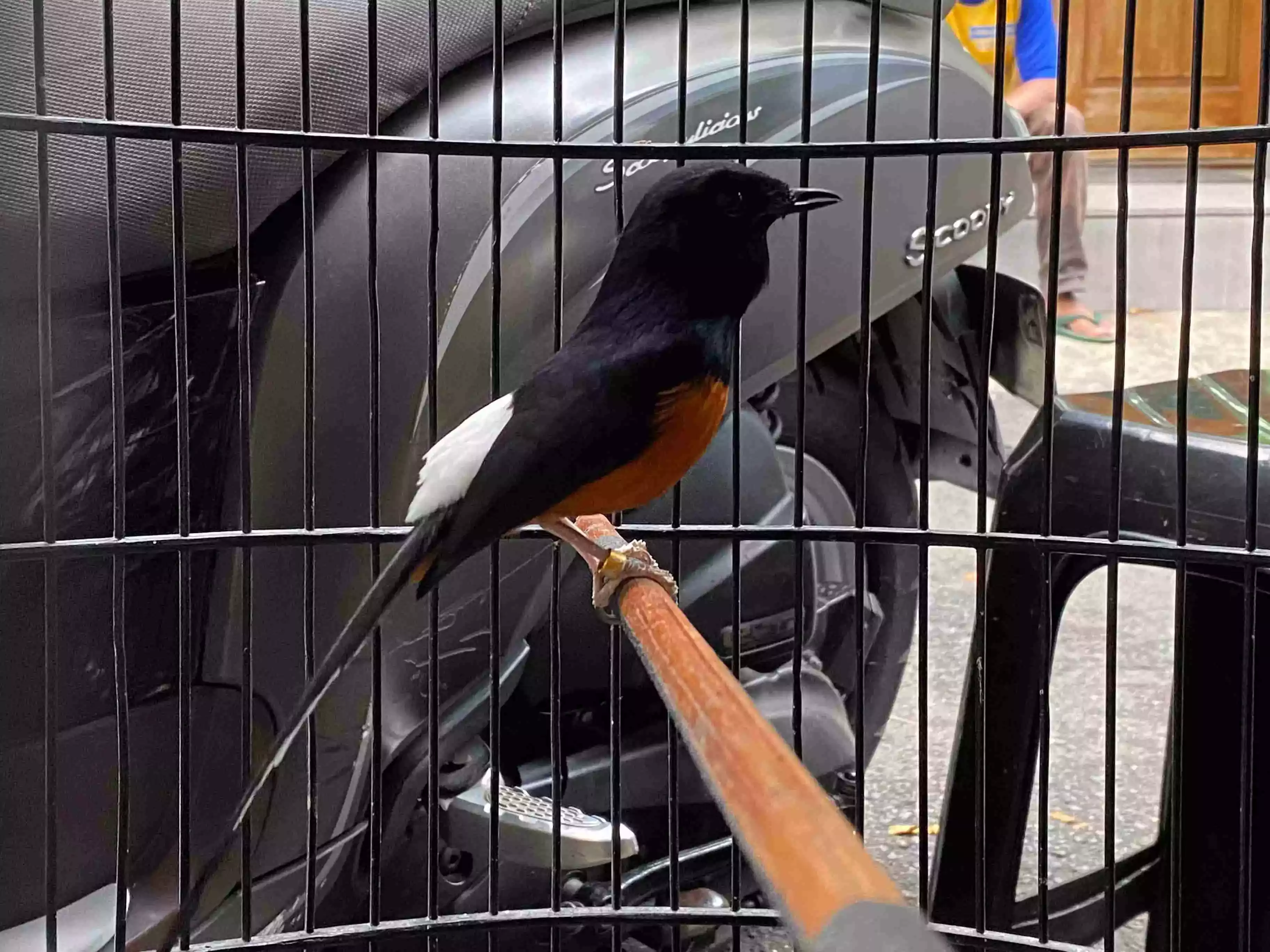 Burung Murai Batu Medan