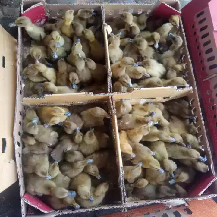 DOD Bebek Mojosari