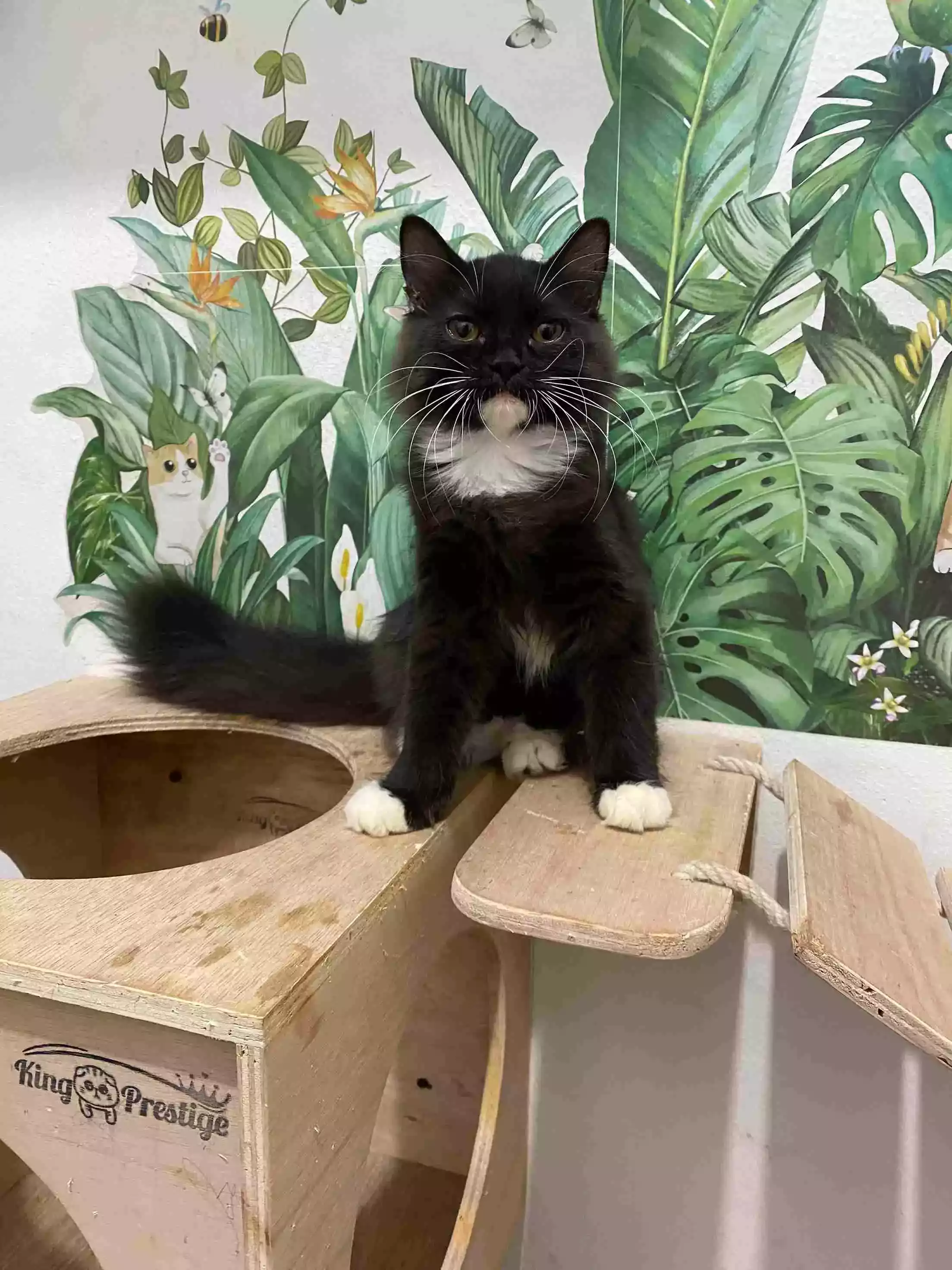 Kucing Persia Hitam Putih Jantan Bulu Lebat Aktif
