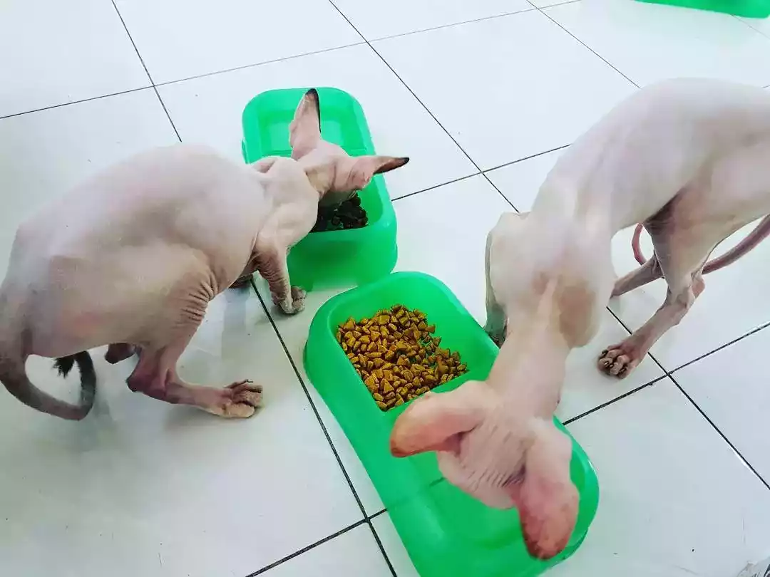 Kucing Sphynx