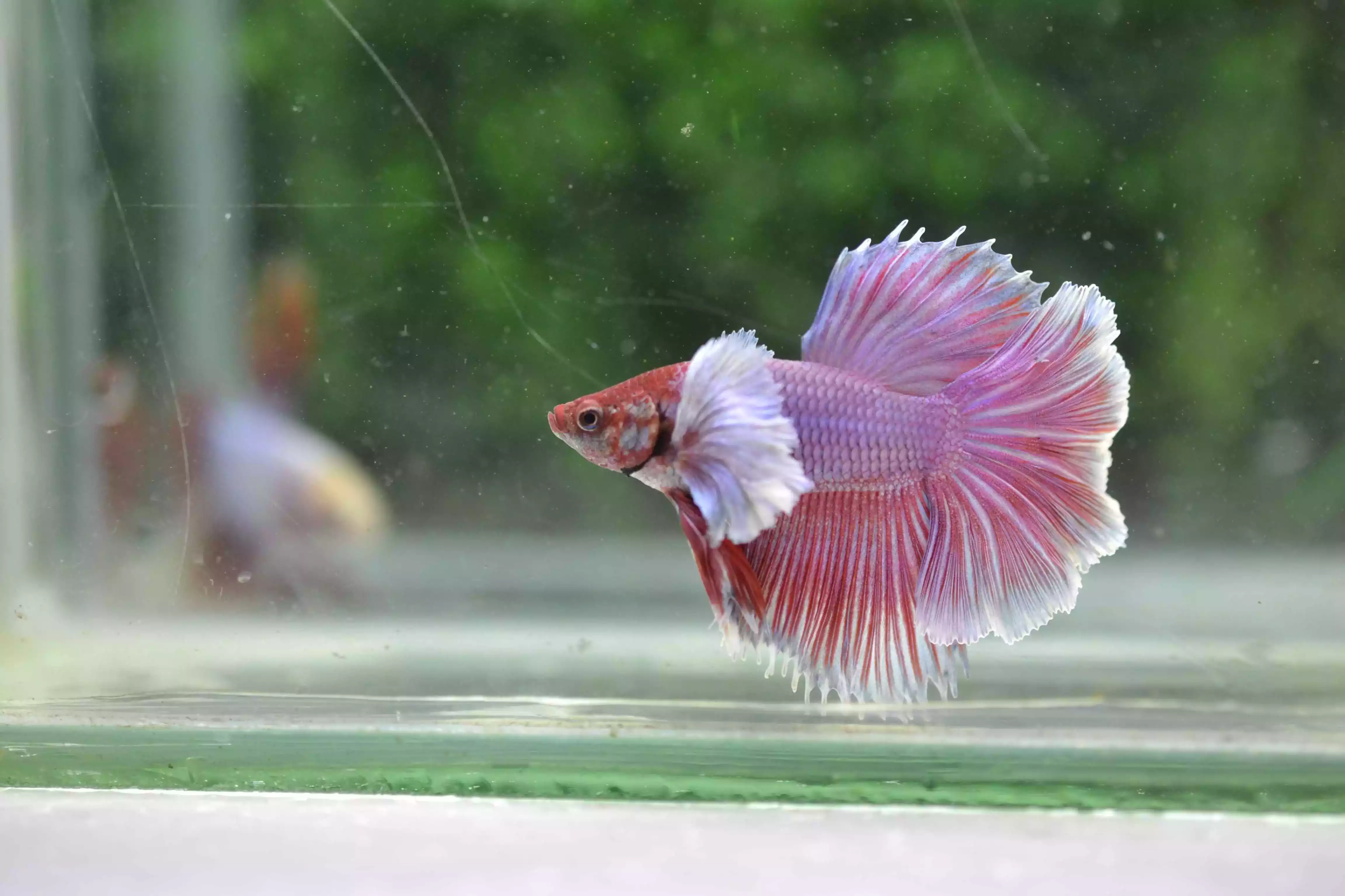 Ikan Cupang Halfmoon Dumbo Ear