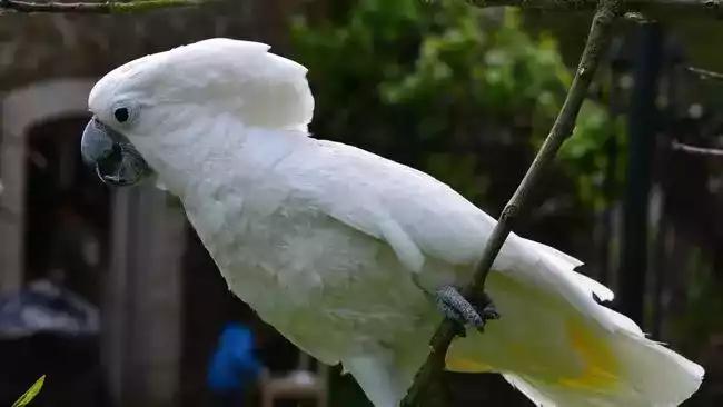 Burung Kakatua
