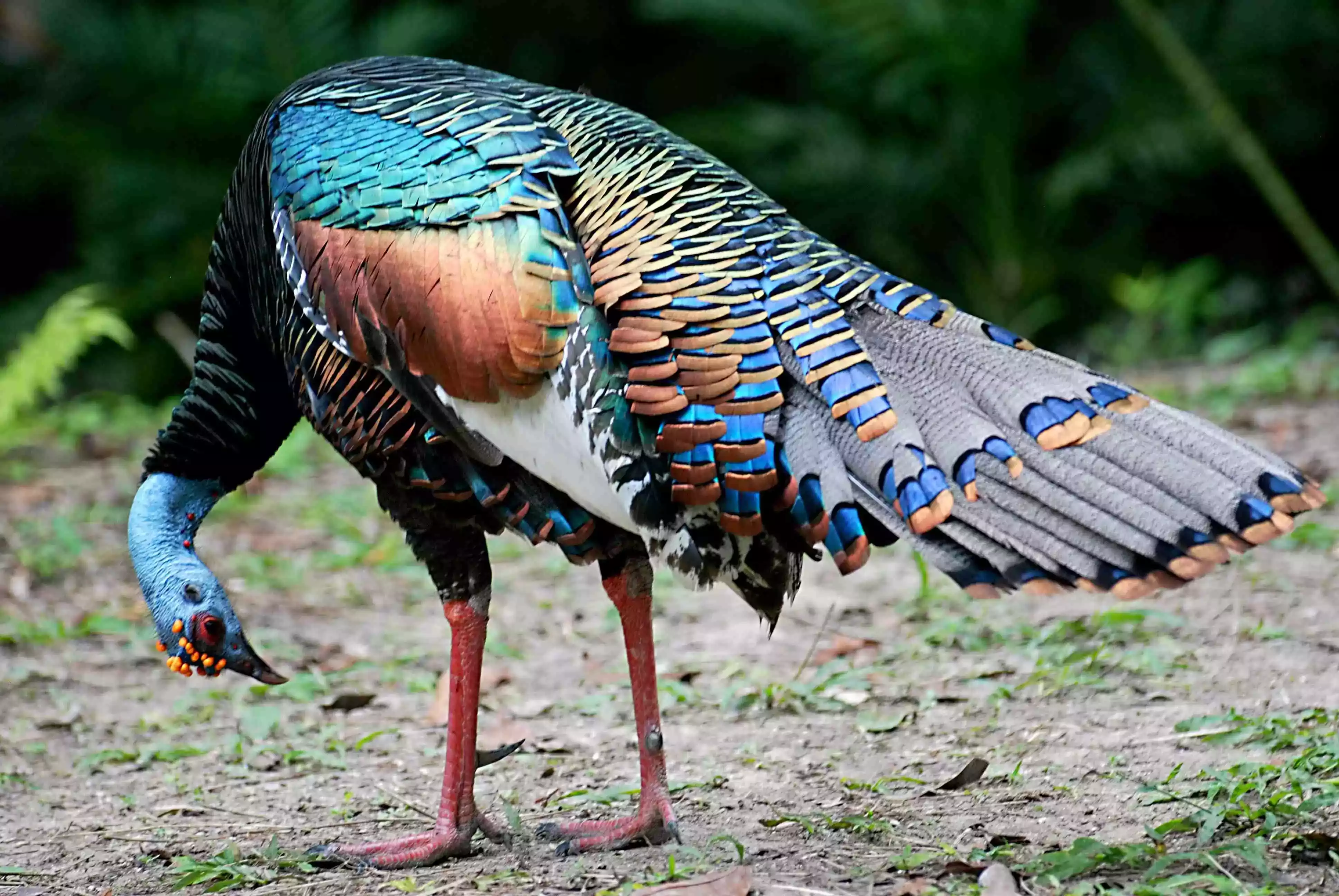 Kalkun Ocellated