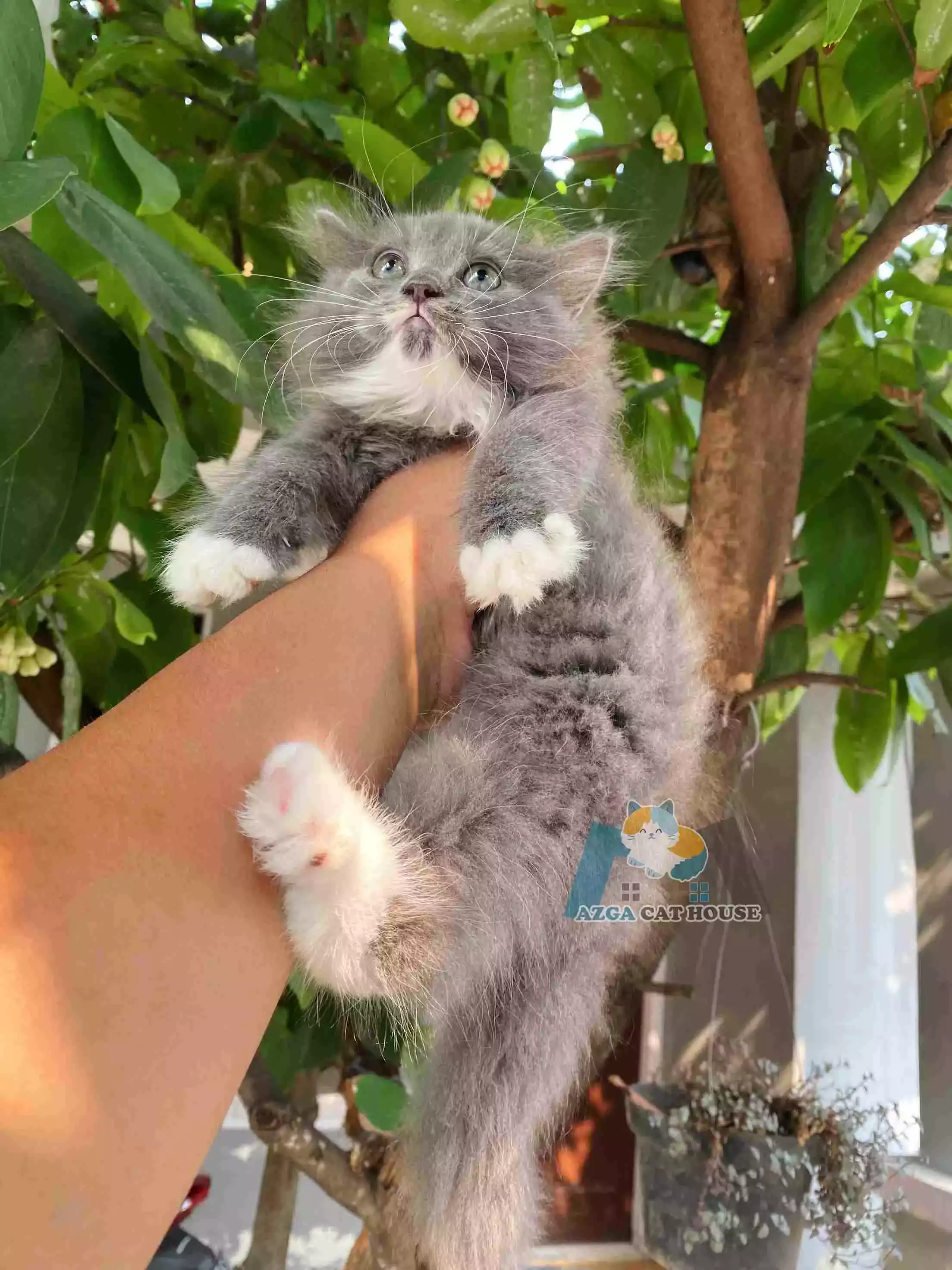 Kucing Persia Abu Abu Putih Gelap Bulu Lebat Aktif