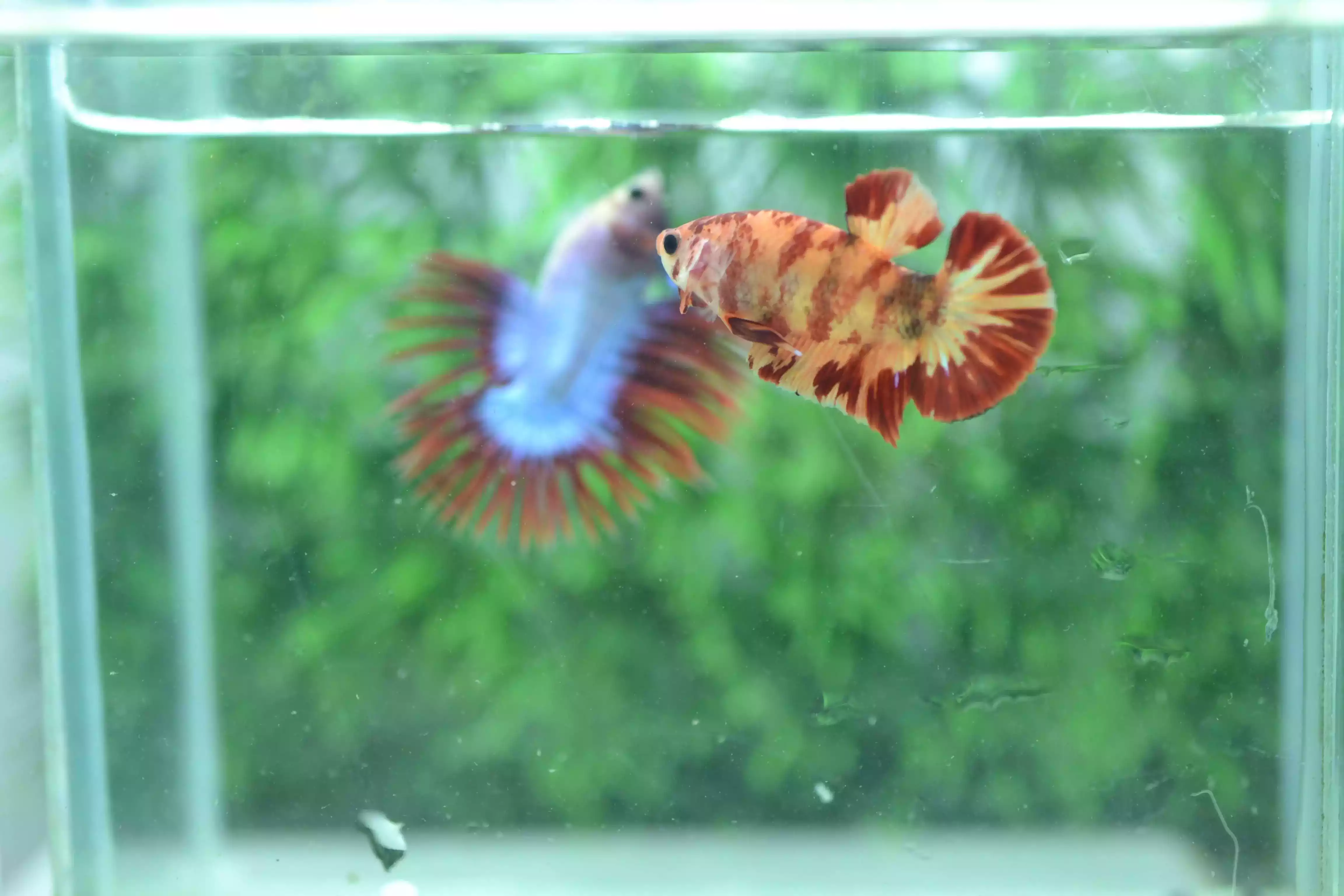 Ikan Cupang Nemo