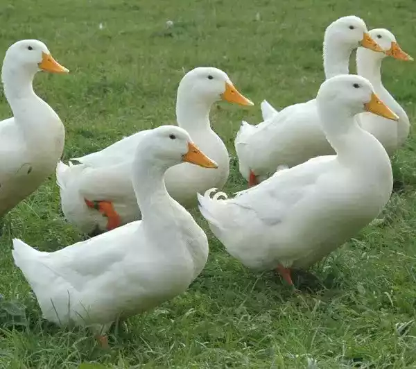 Bebek Aylesbury