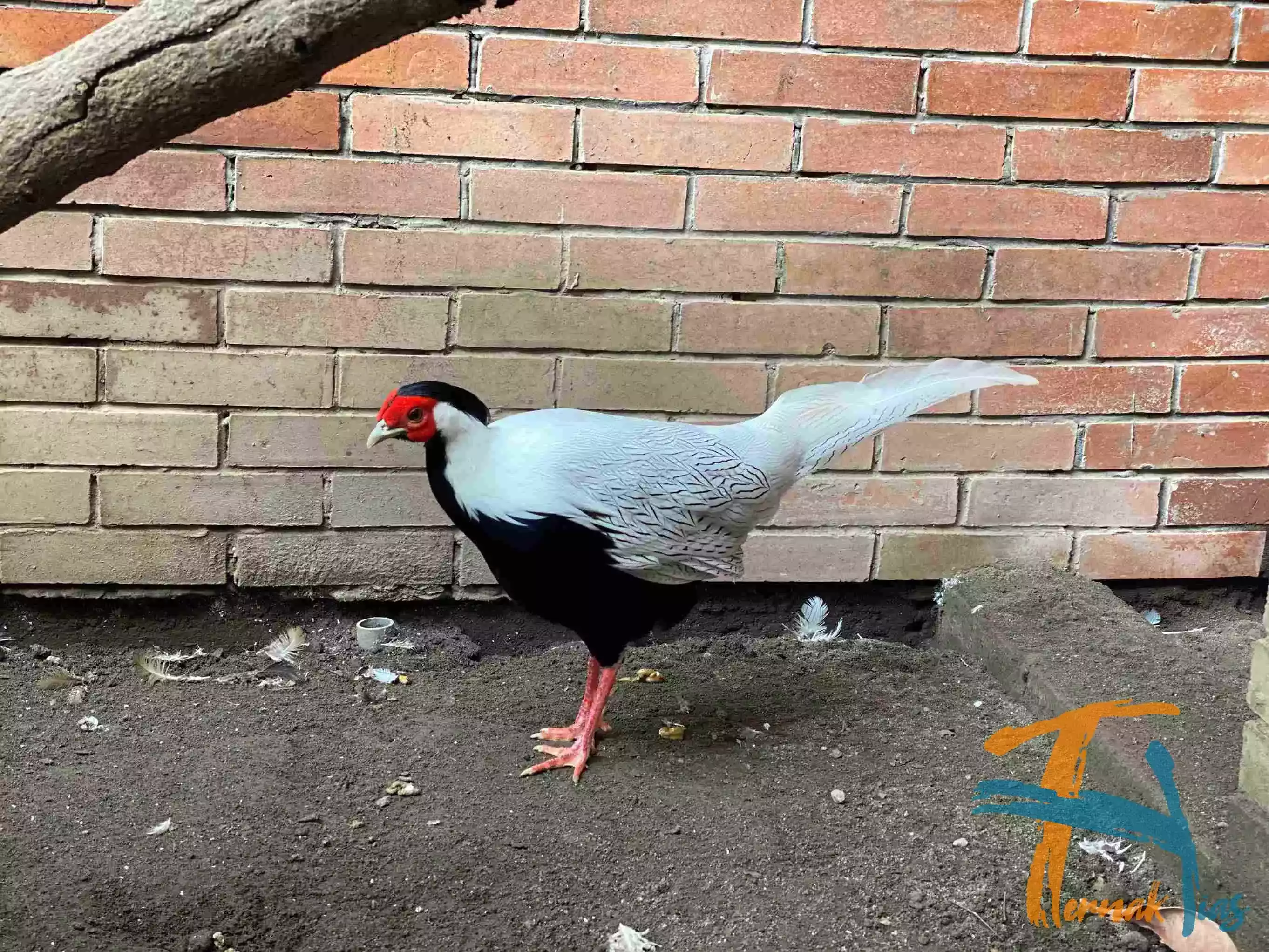 Silver Pheasant
