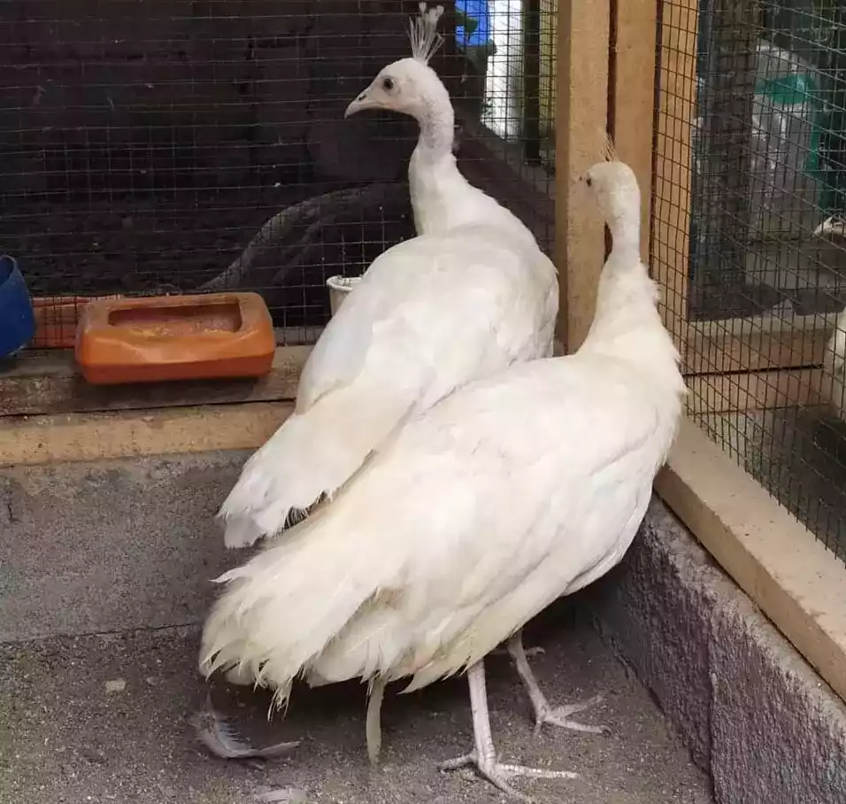 Burung Merak Putih