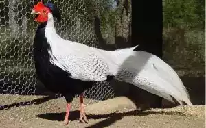 Silver Pheasant