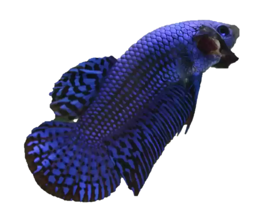 Ikan Cupang Alien Wild Betta Hybreed