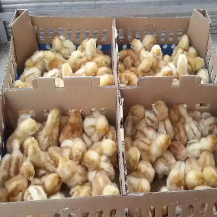 DOC Ayam Petelur