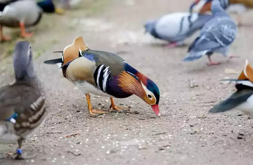Bebek Mandarin