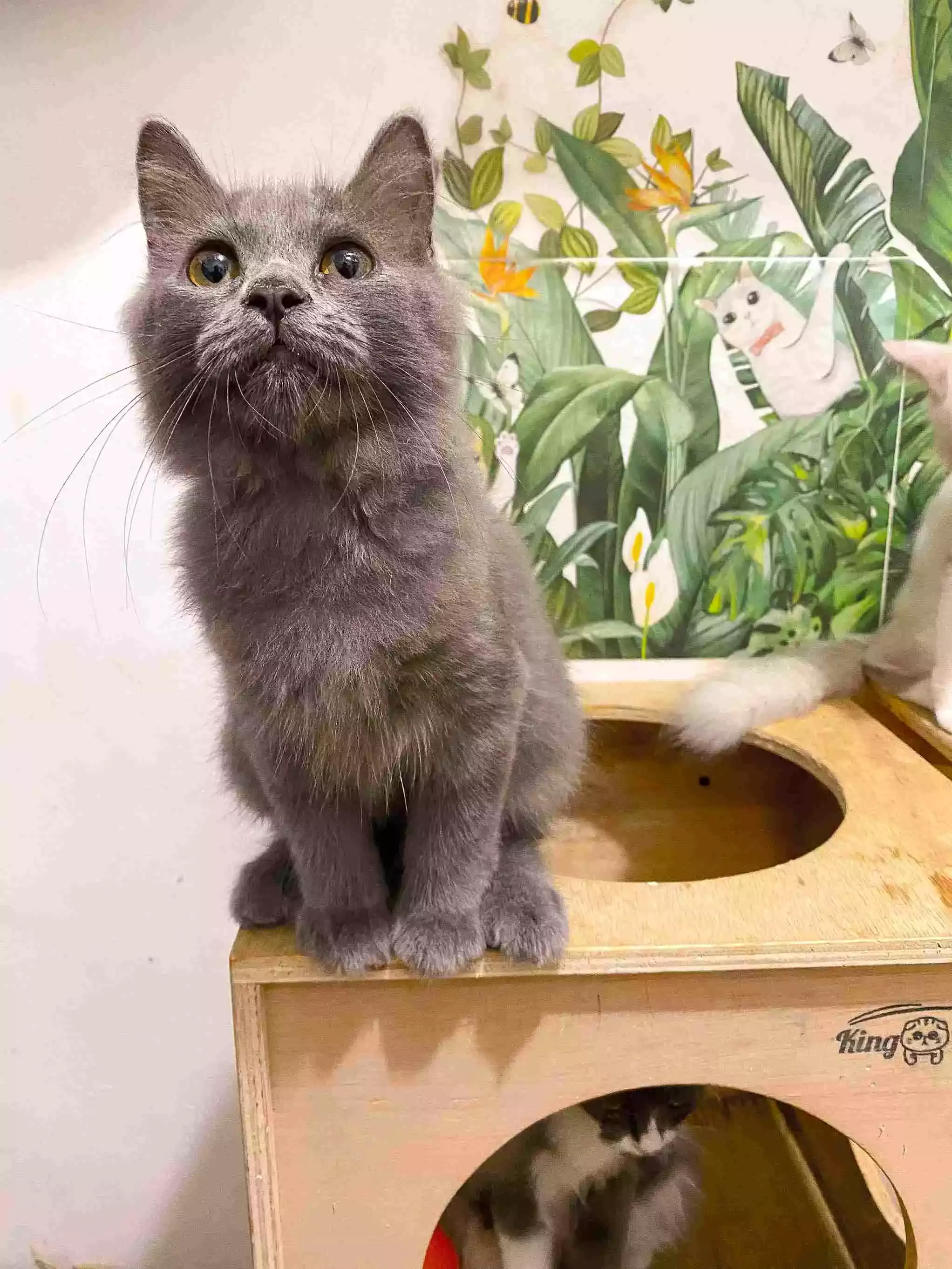Kucing Persia Abu-abu Smoke Full Bulu Lebat & Aktif