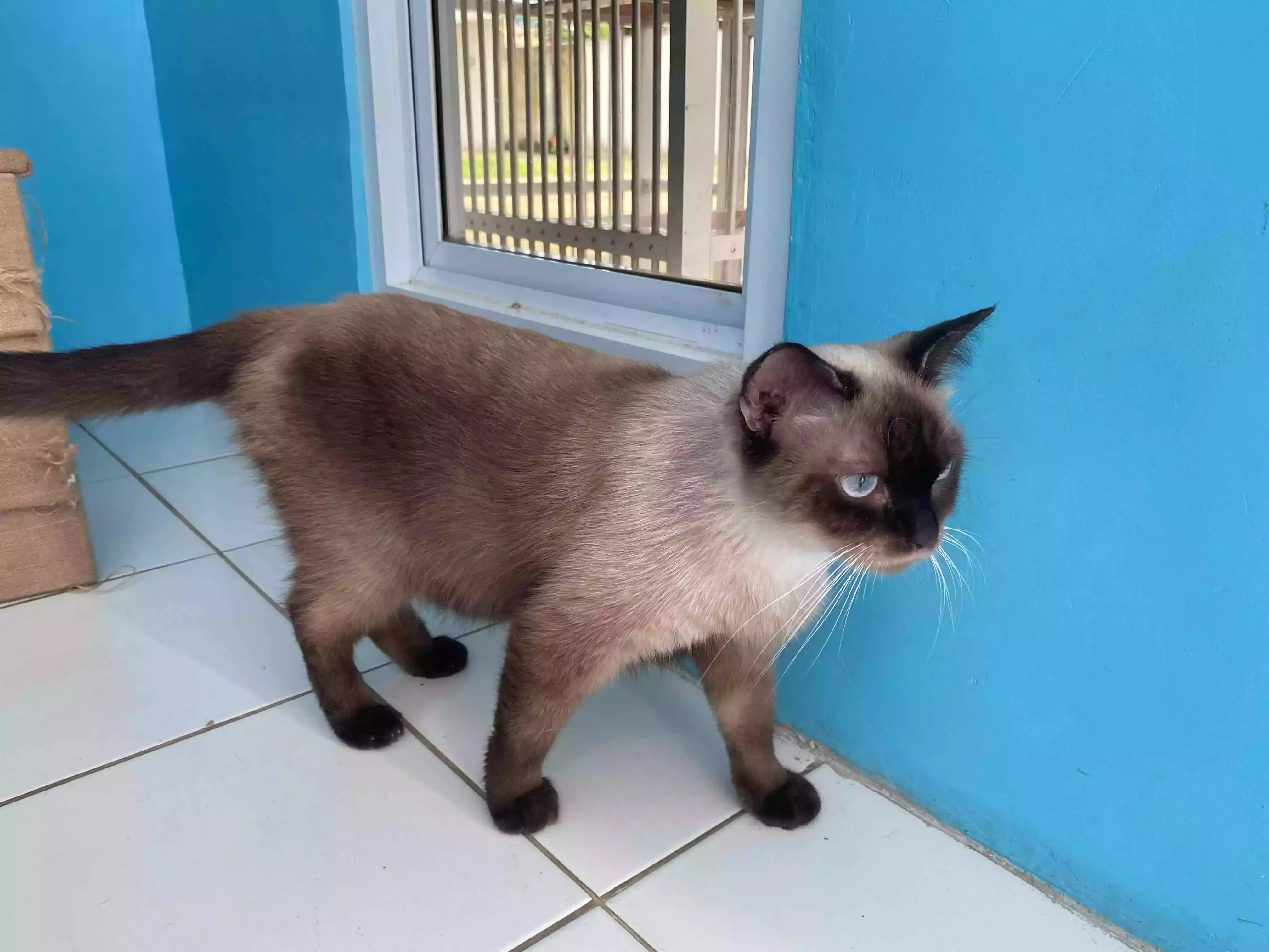 Kucing Siam