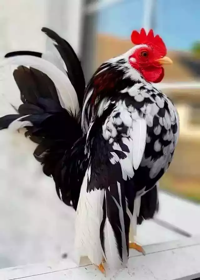 Ayam Serama