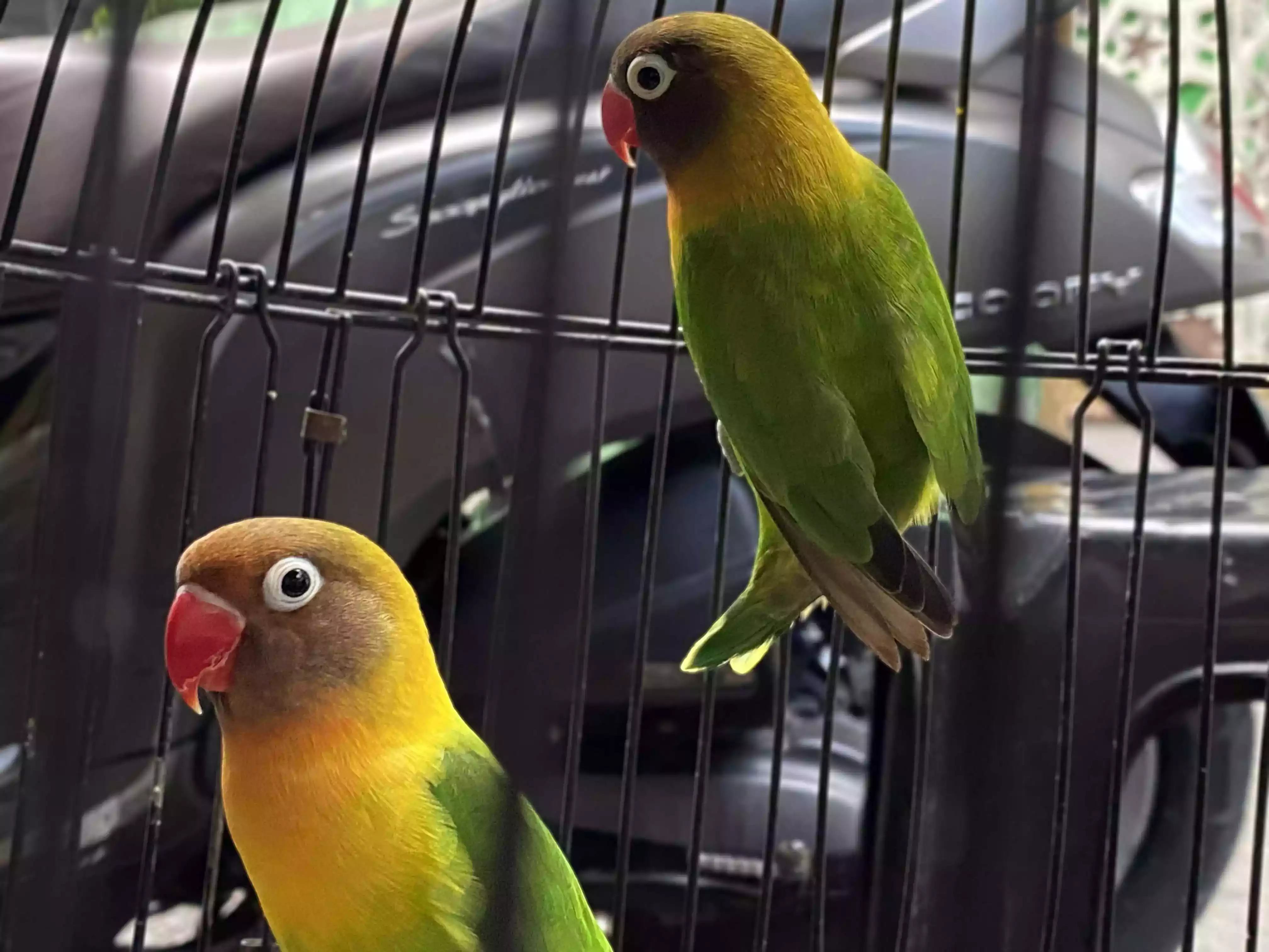 Burung Lovebird