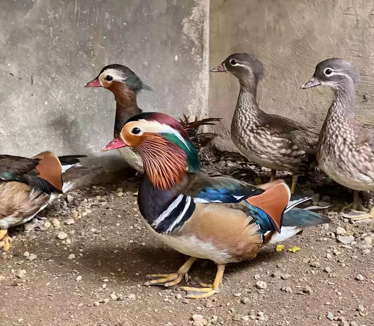 Bebek Mandarin