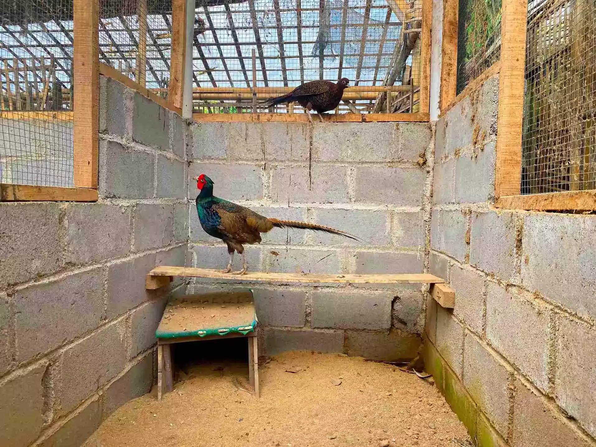 Ayam Ringneck Pheasant