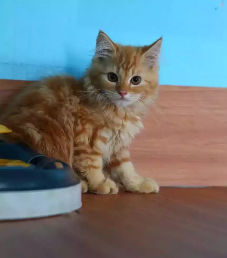 Kucing Persia Oren
