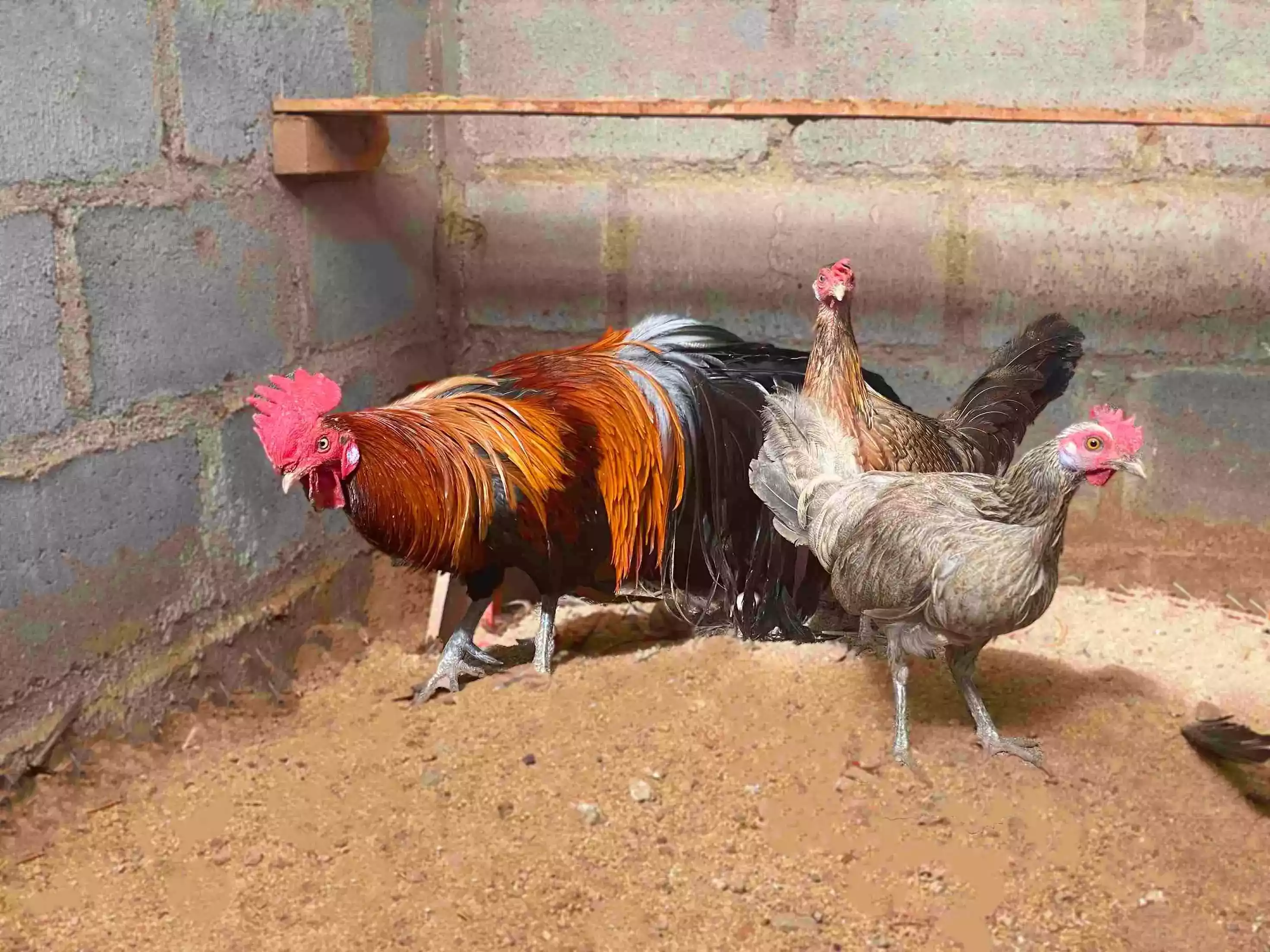 Ayam Onagadori