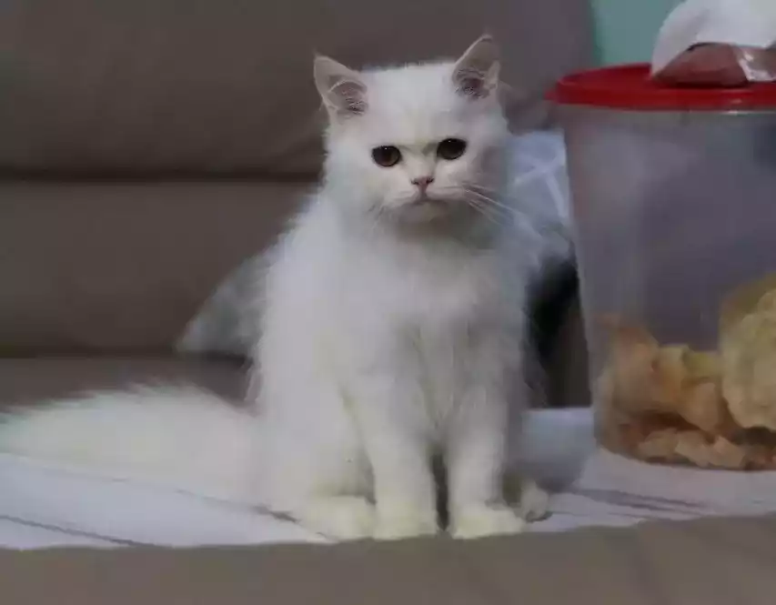 Kucing Persia Putih