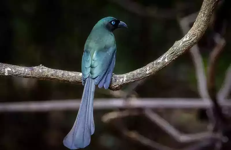 Burung Murai Batu