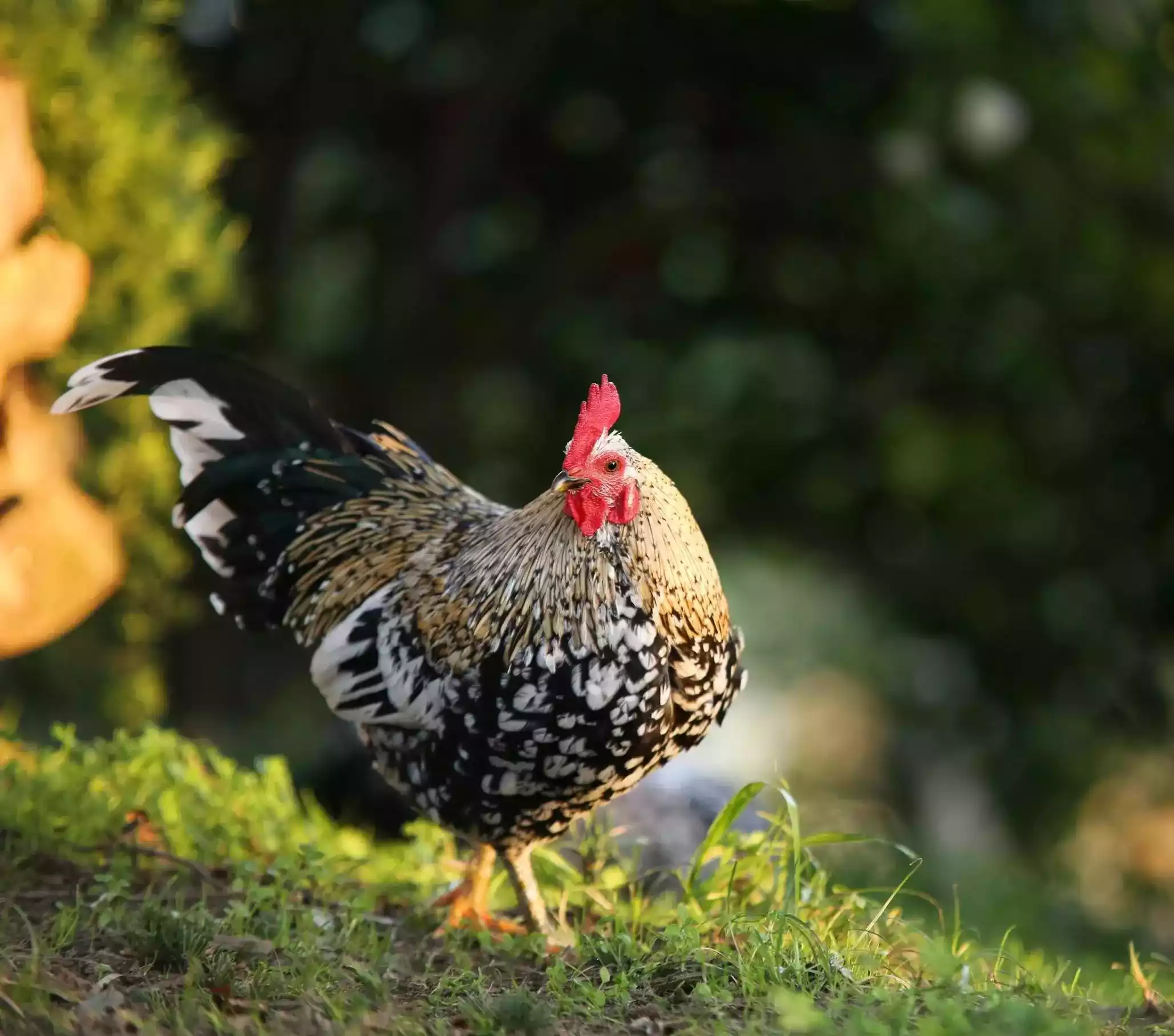 Ayam