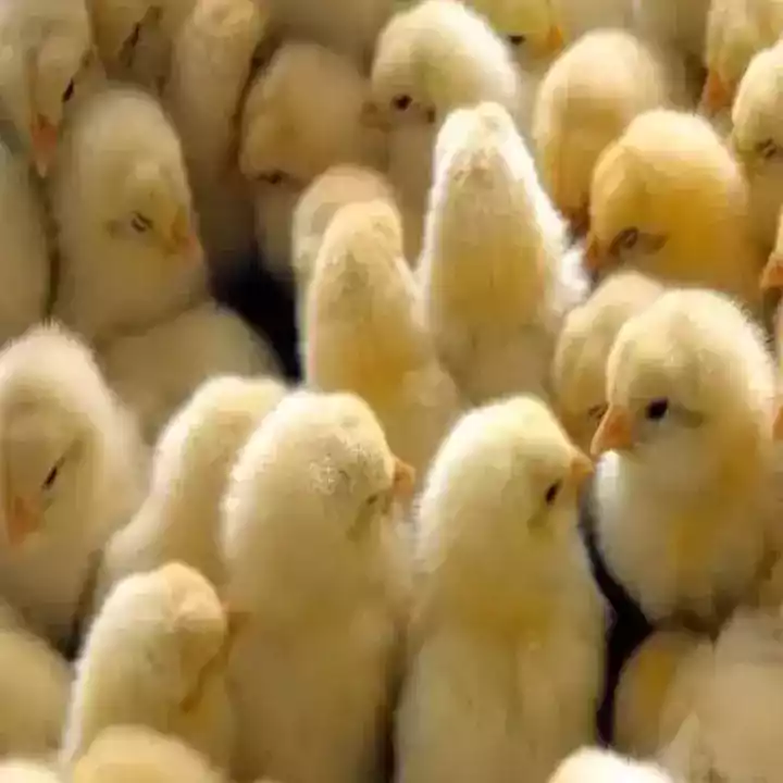 DOC Ayam Broiler