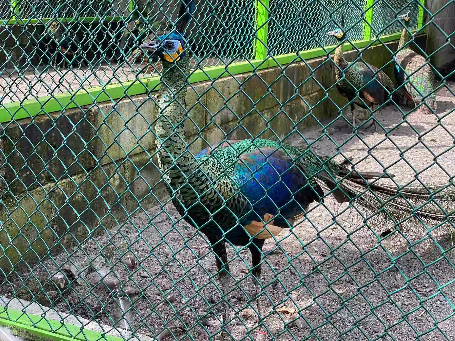Burung Merak