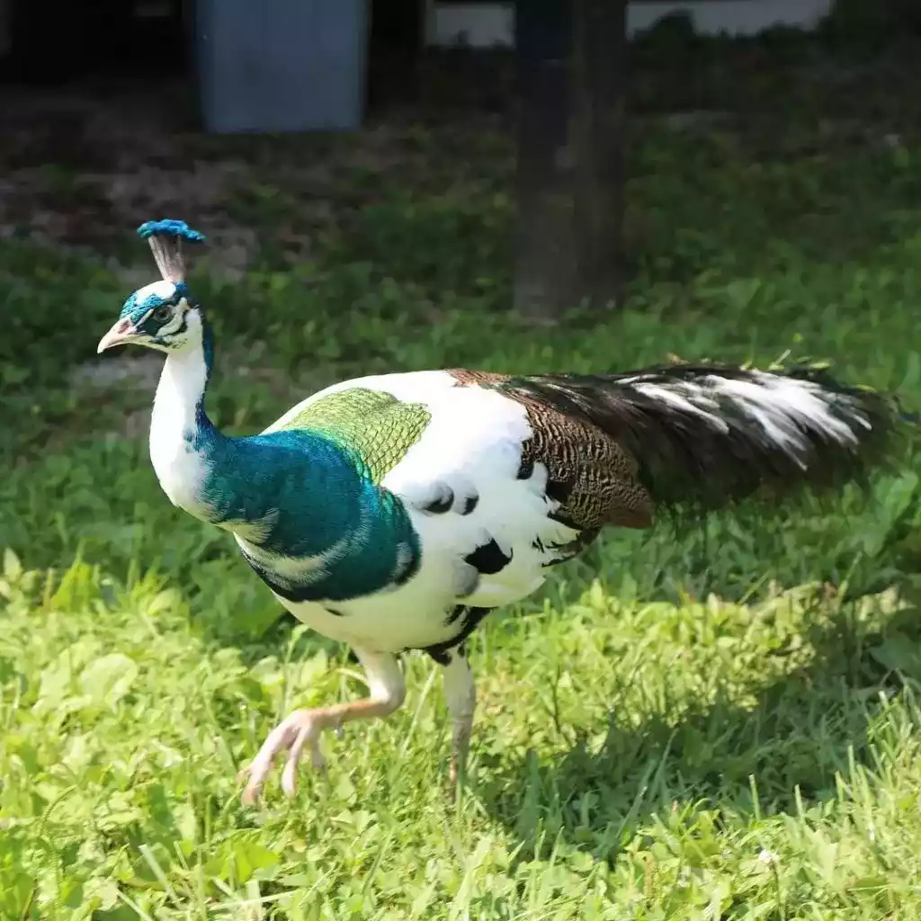 Burung Merak Blorok (Pied)