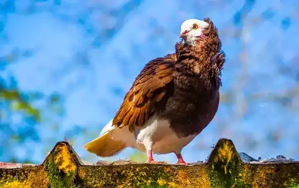 Burung Merpati Capucin