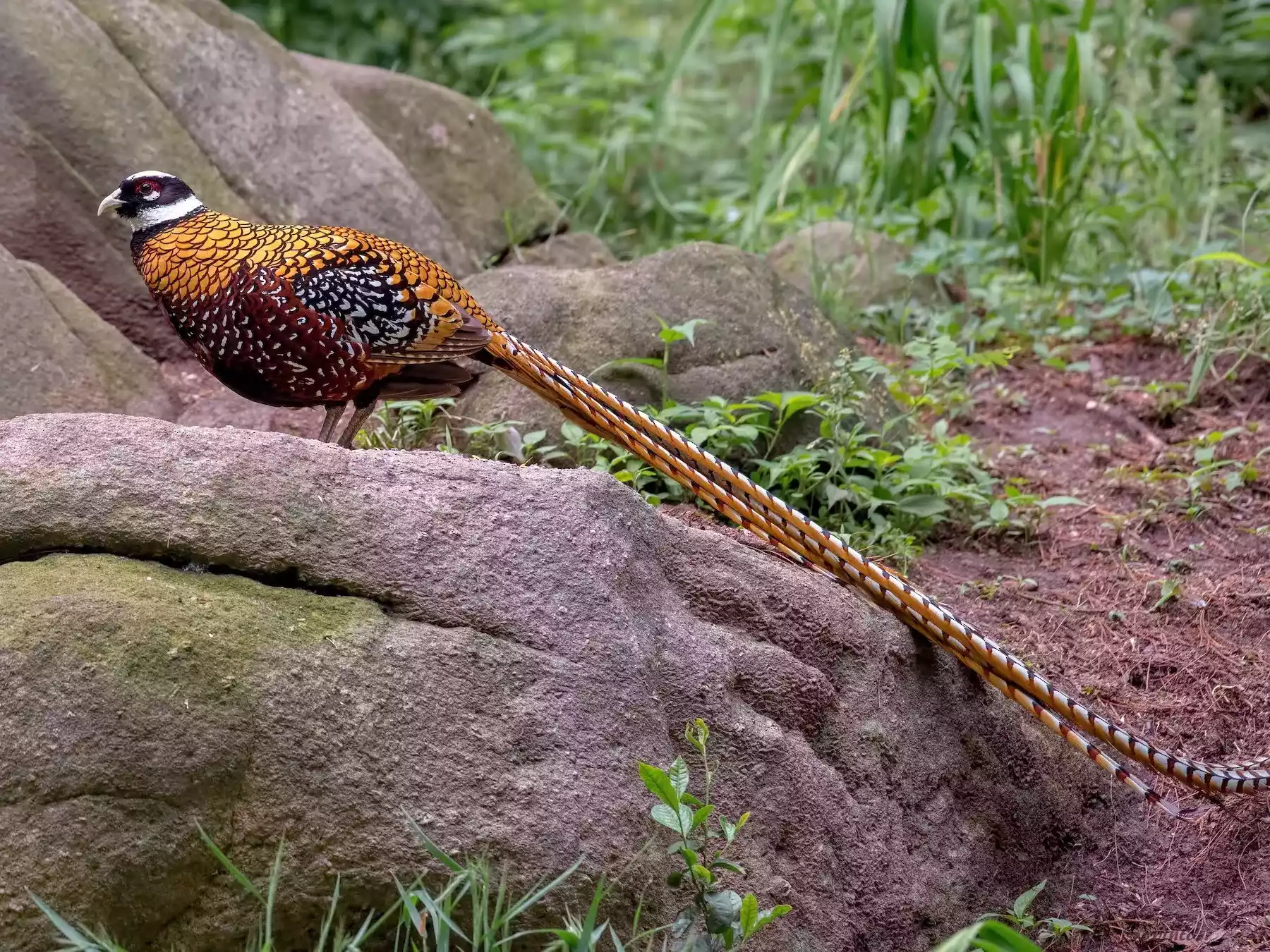 Reeves Pheasant