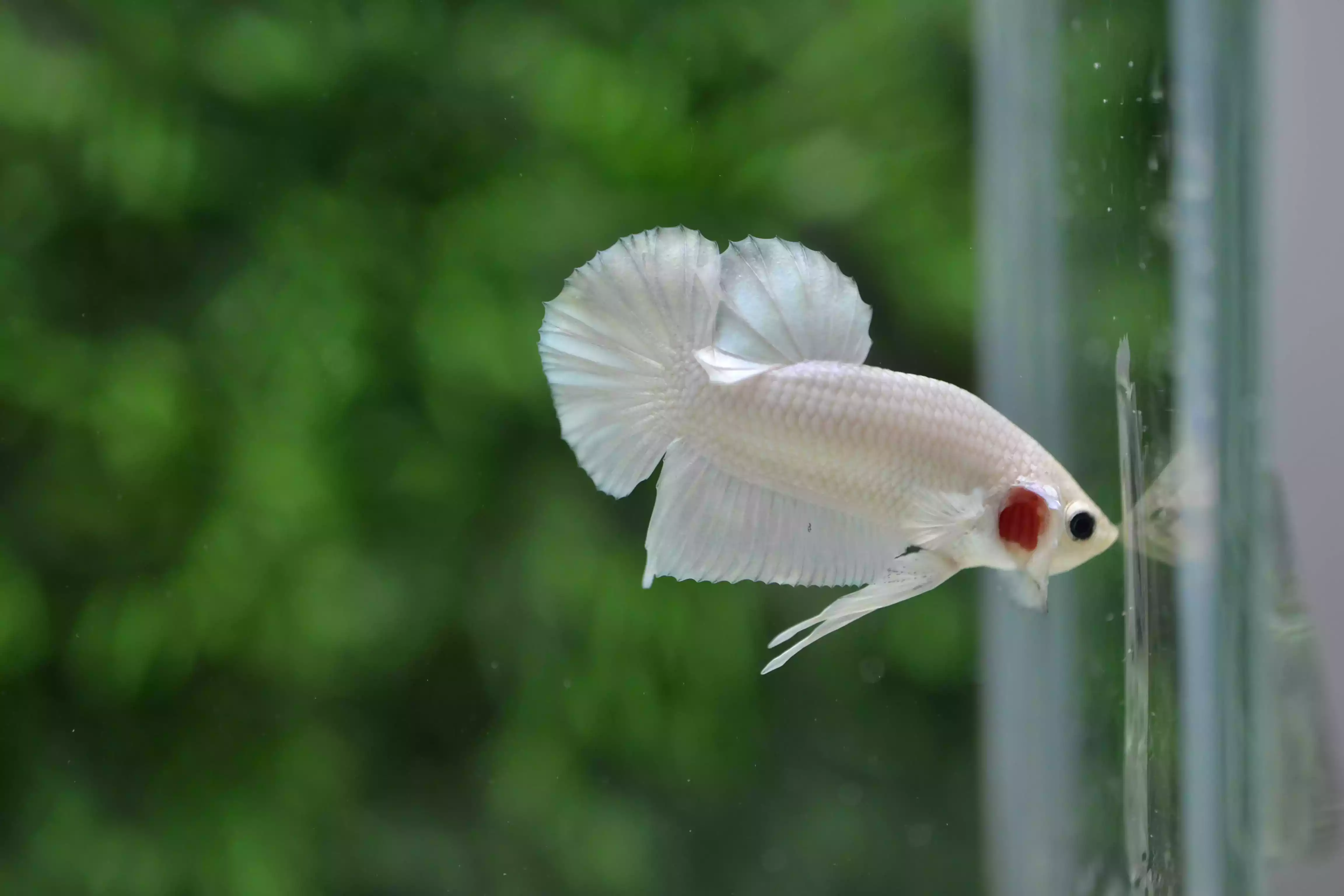 Ikan Cupang Plakat Platinum