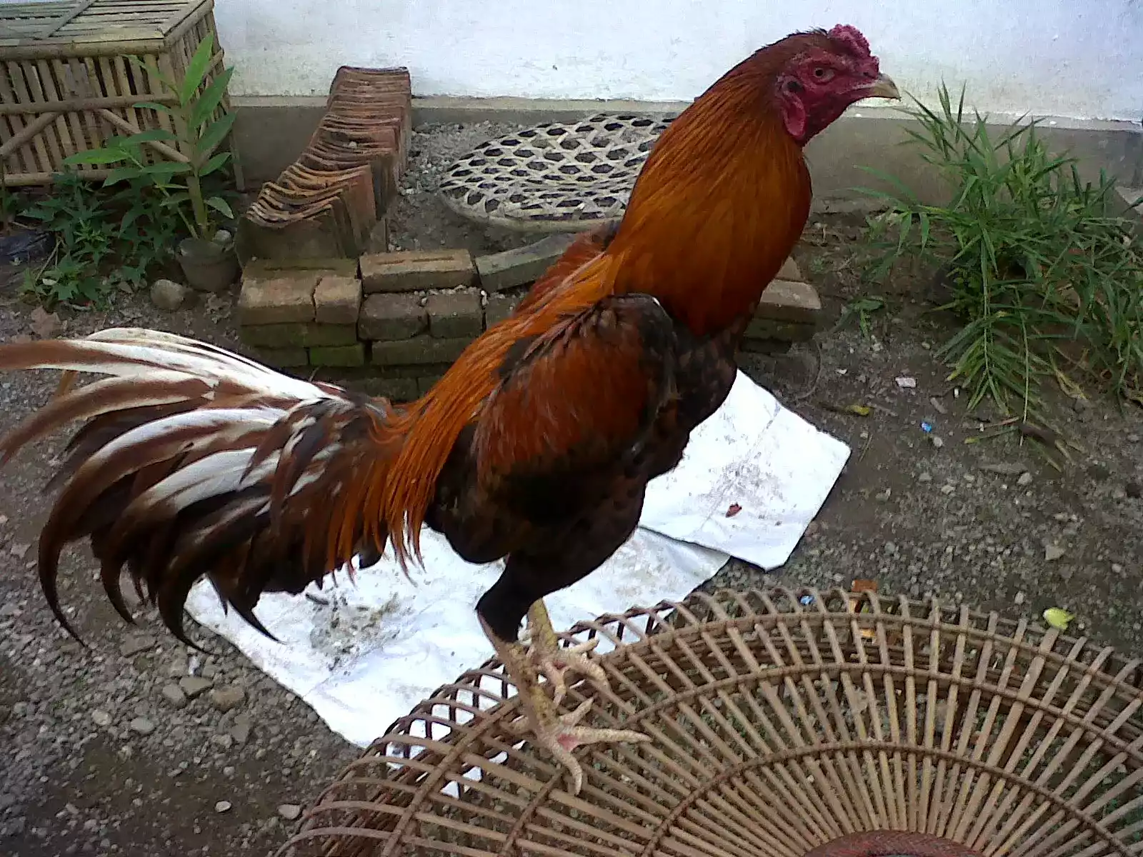 Ayam Bangkok