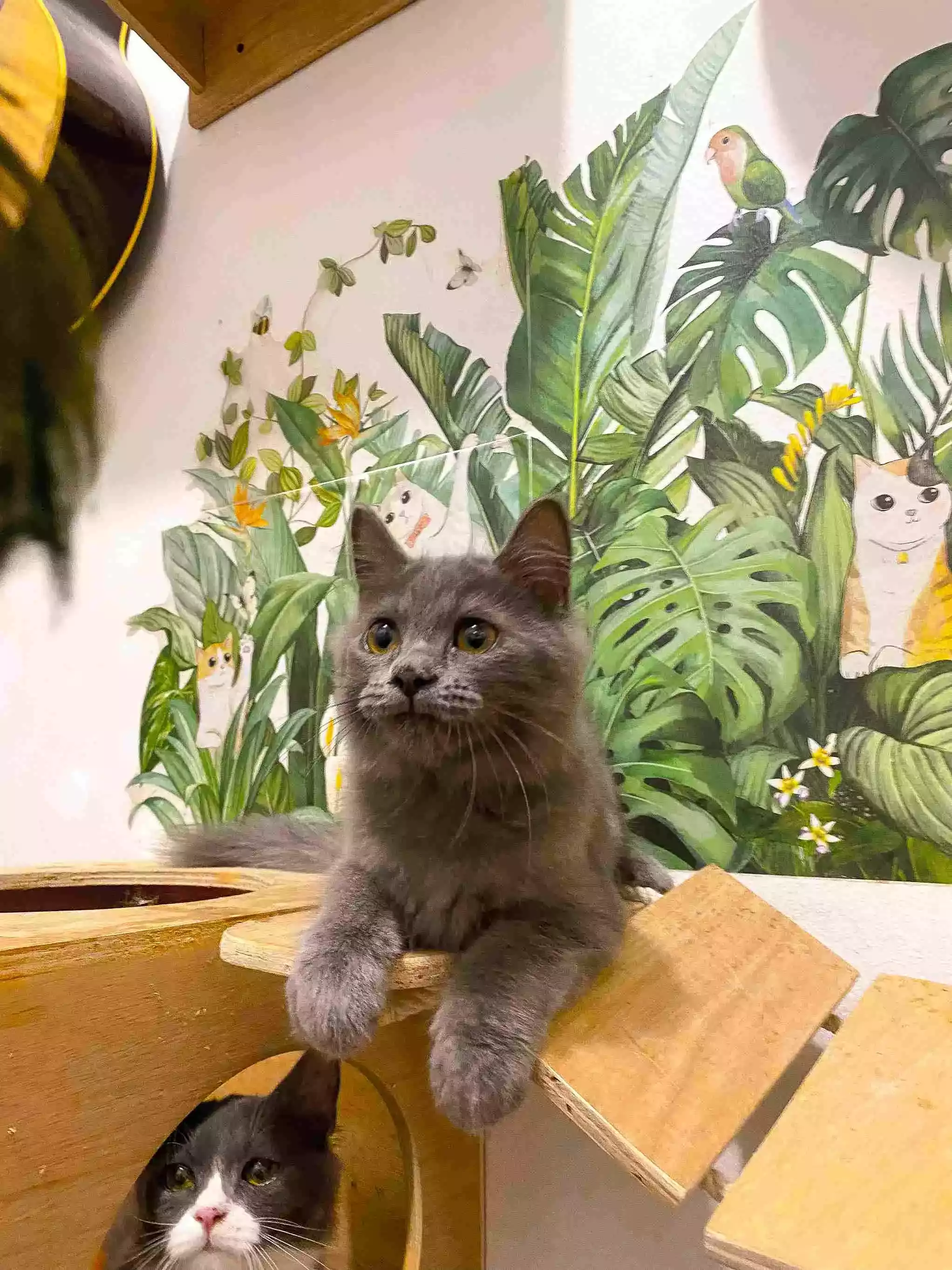 Kucing Persia Abu-abu Smoke Full Bulu Lebat & Aktif