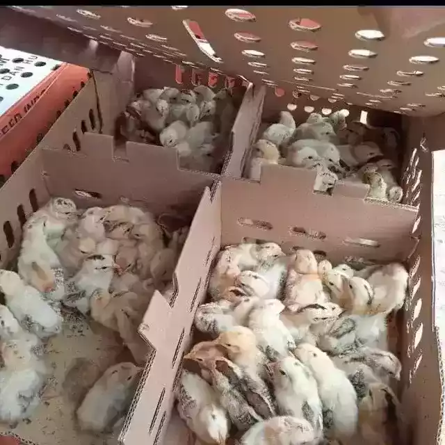 Jual DOC Ayam Elba Yang Terbaik Dan Terpecaya di Medan Sumatra Utara - 0812-2851-5471