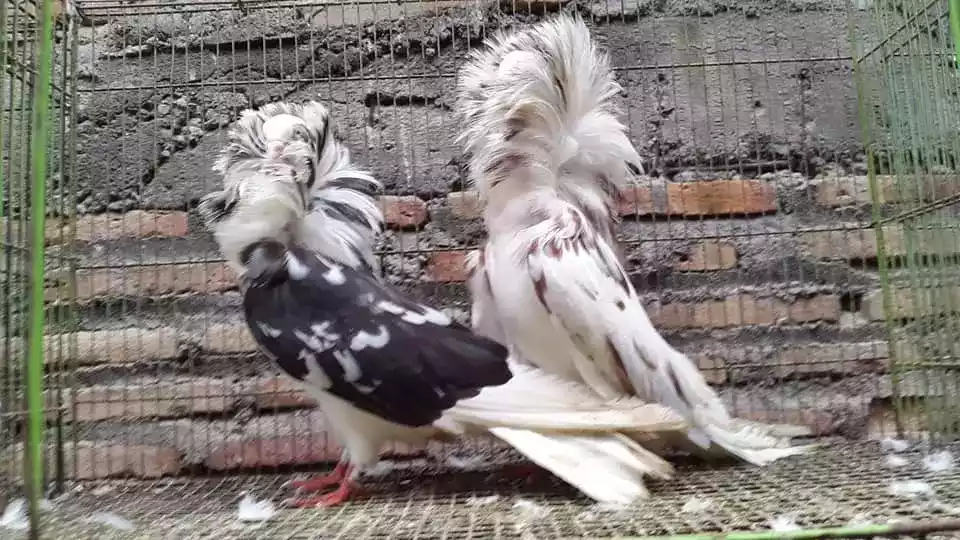 Burung Merpati Jacobin