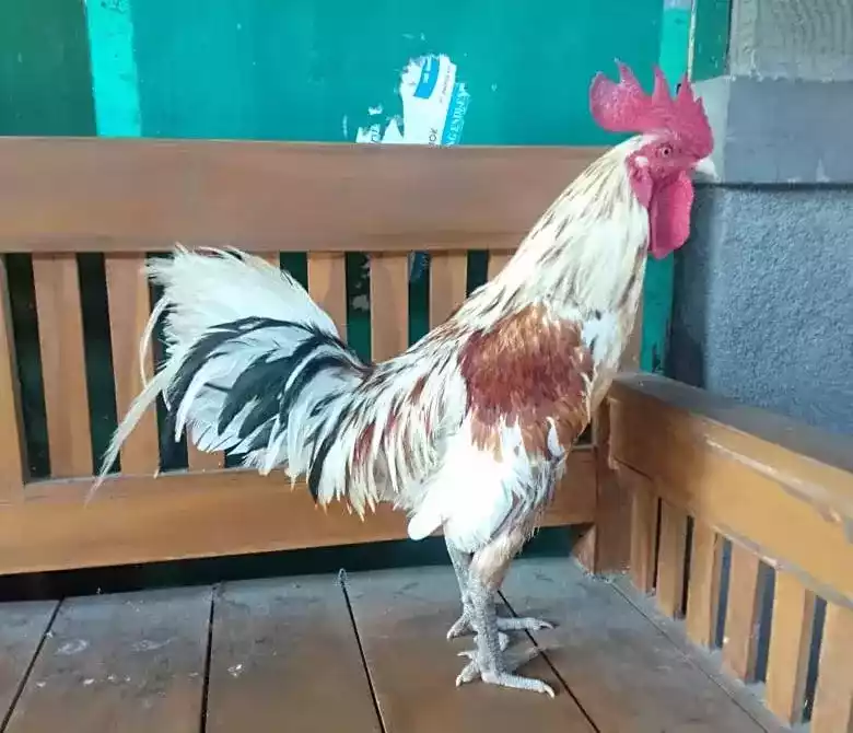 Ayam Ketawa