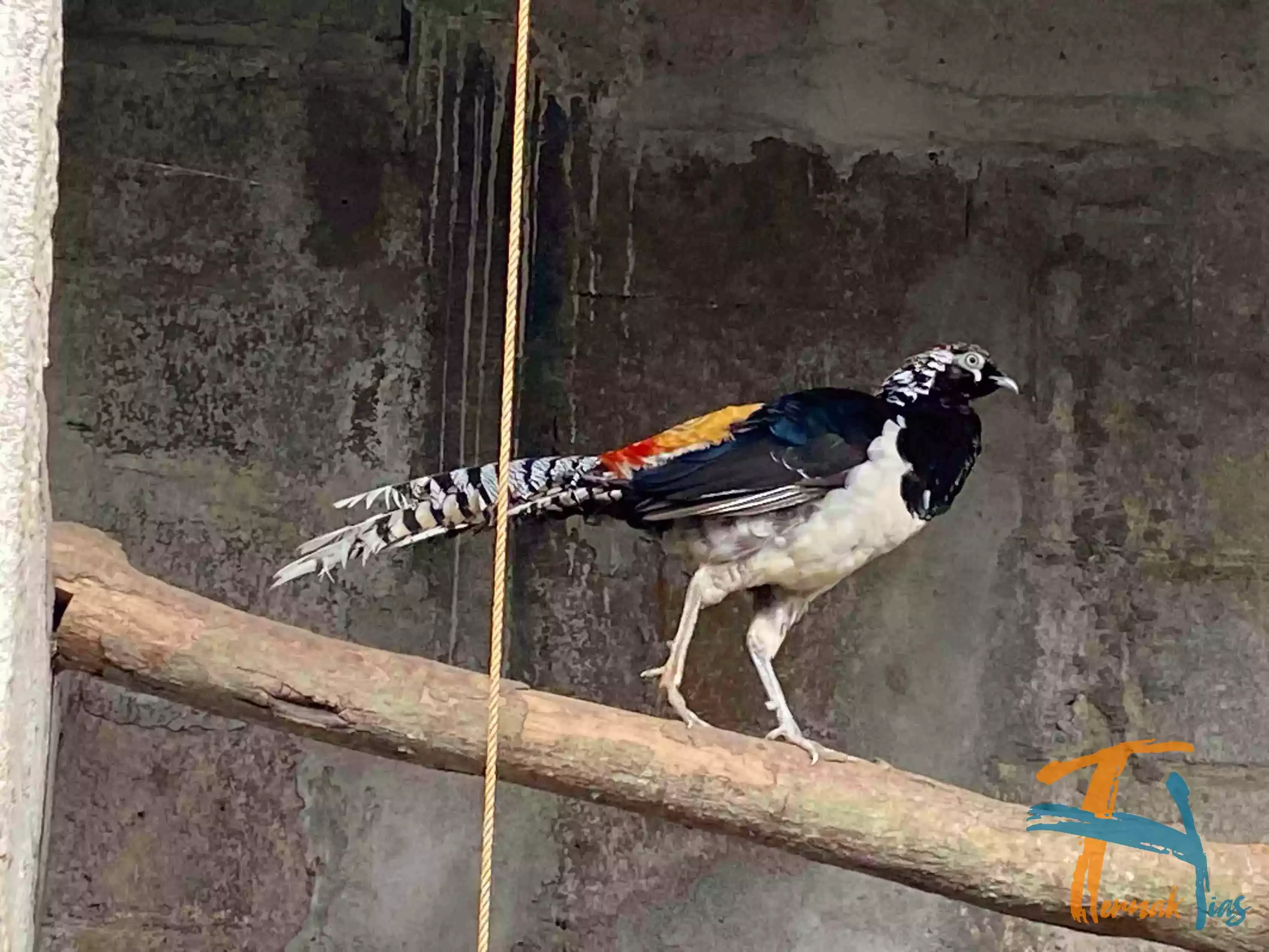 Lady Amherst's Pheasant