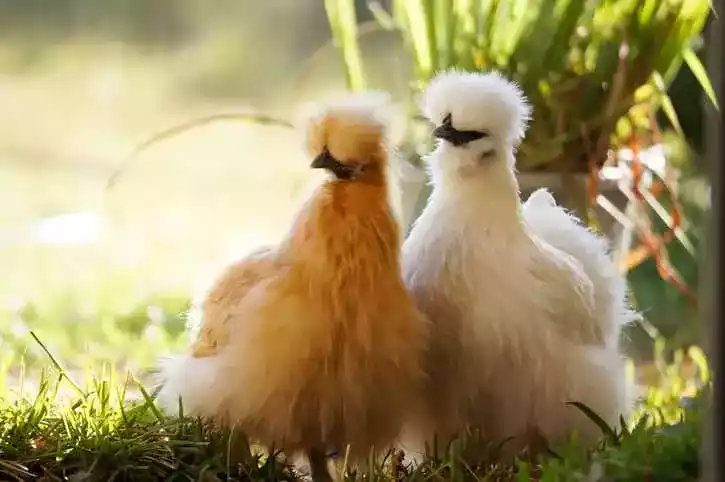 Ayam American Silkie