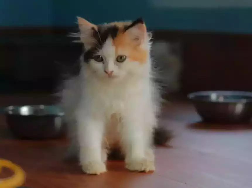 Kucing Persia Calico