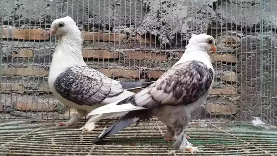 Burung Merpati Sattinet