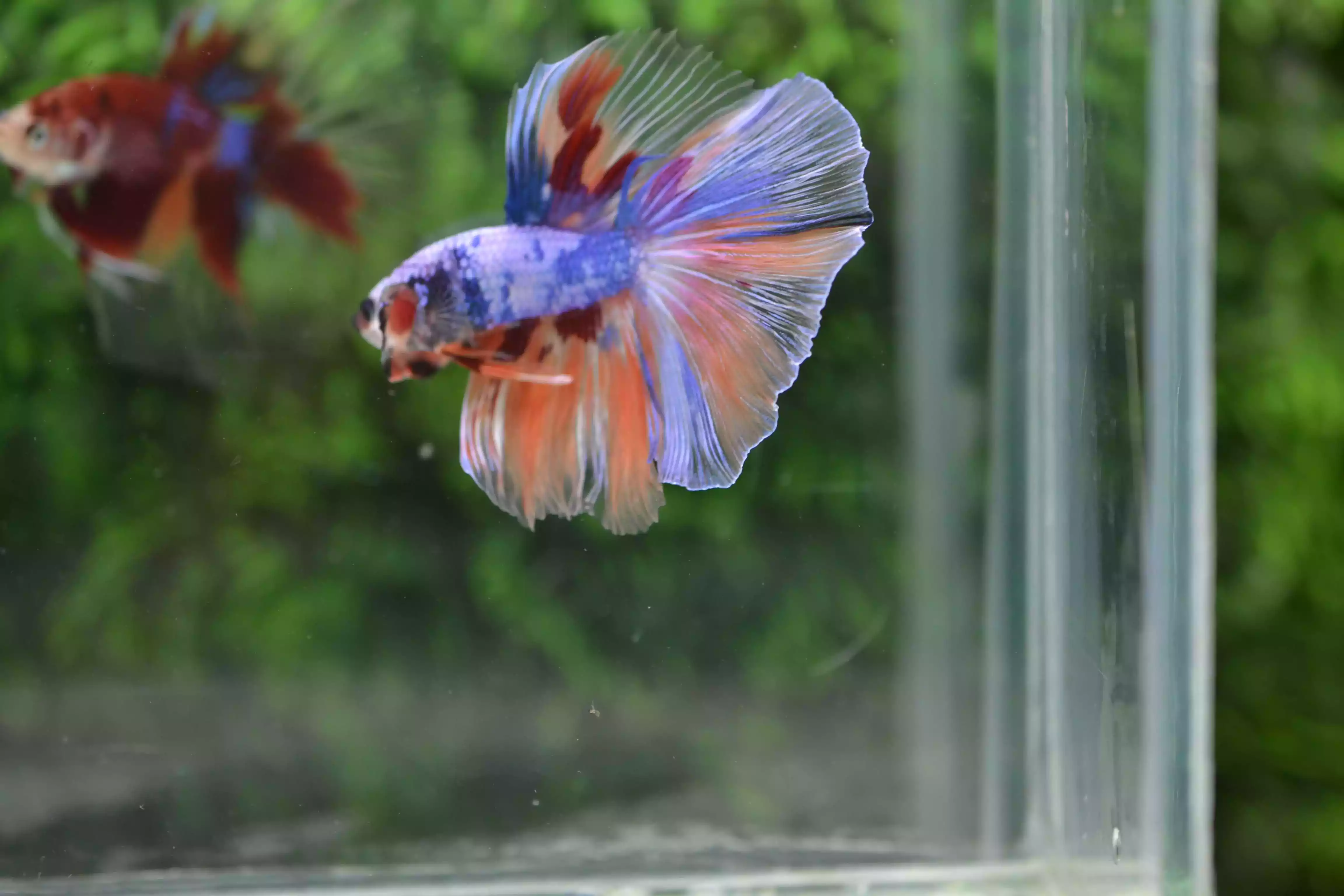 Ikan Cupang Halfmoon Fancy Nemo
