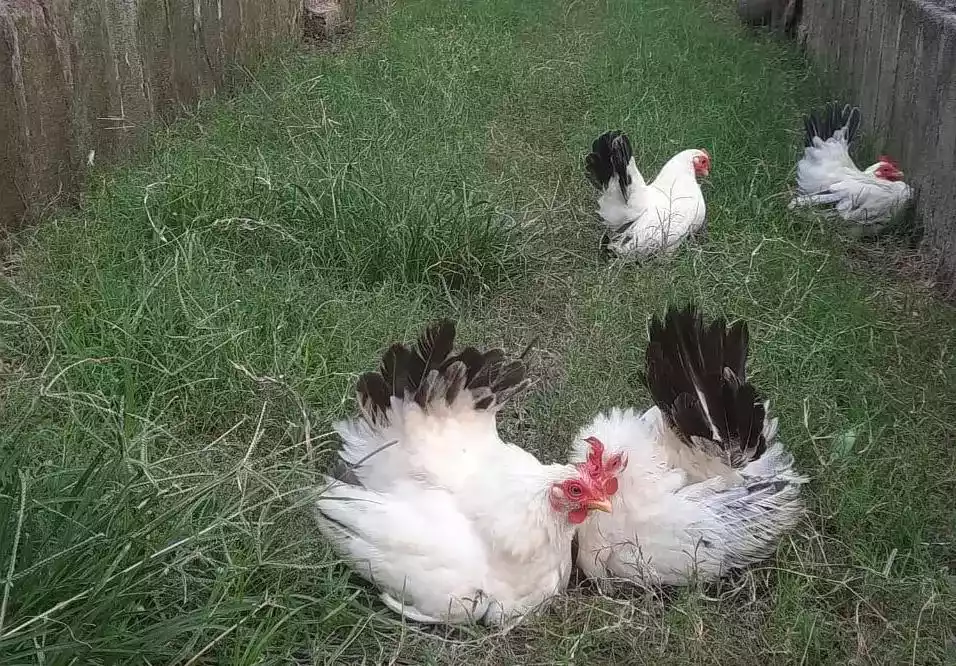 Ayam Kate