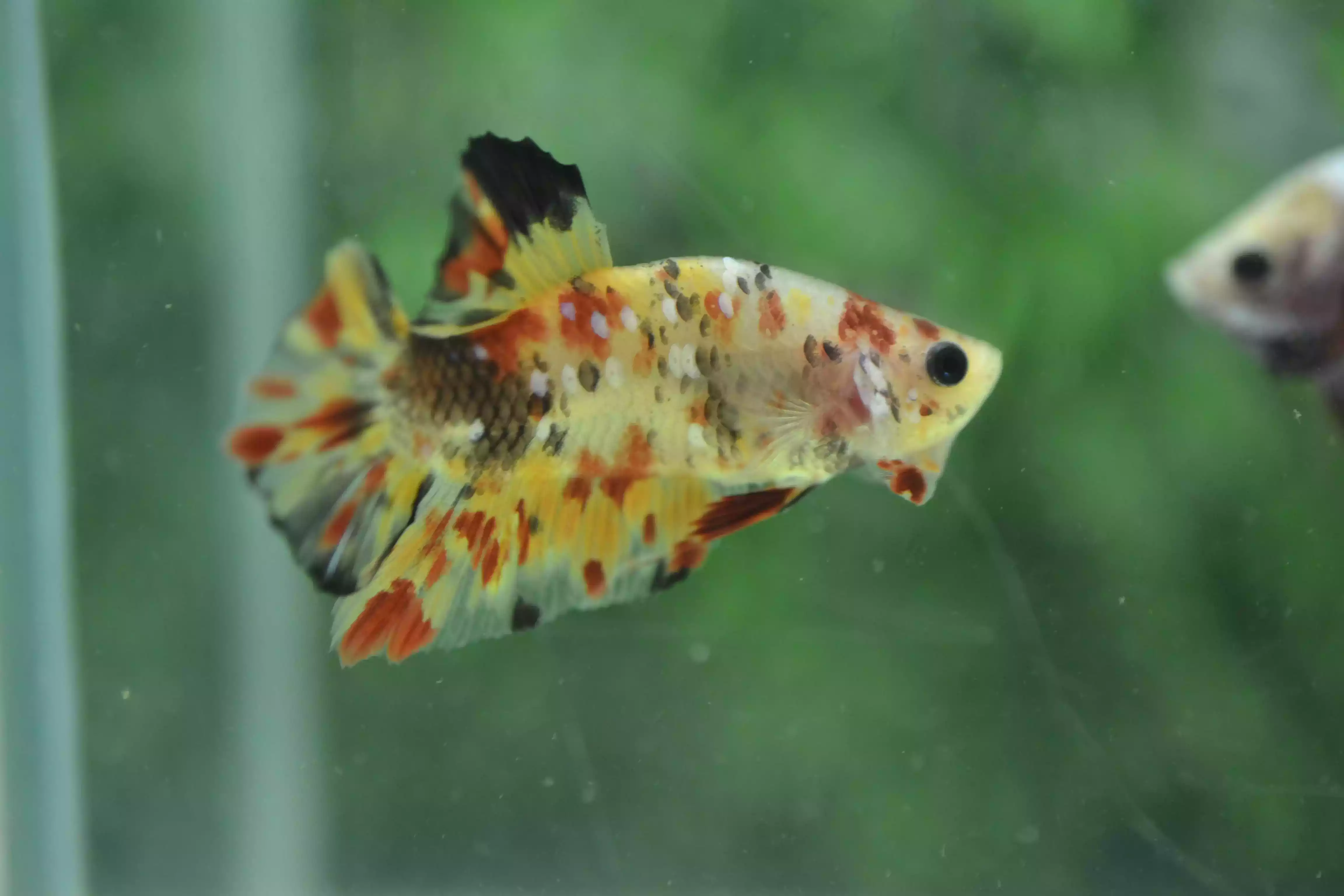 Ikan Cupang Nemo