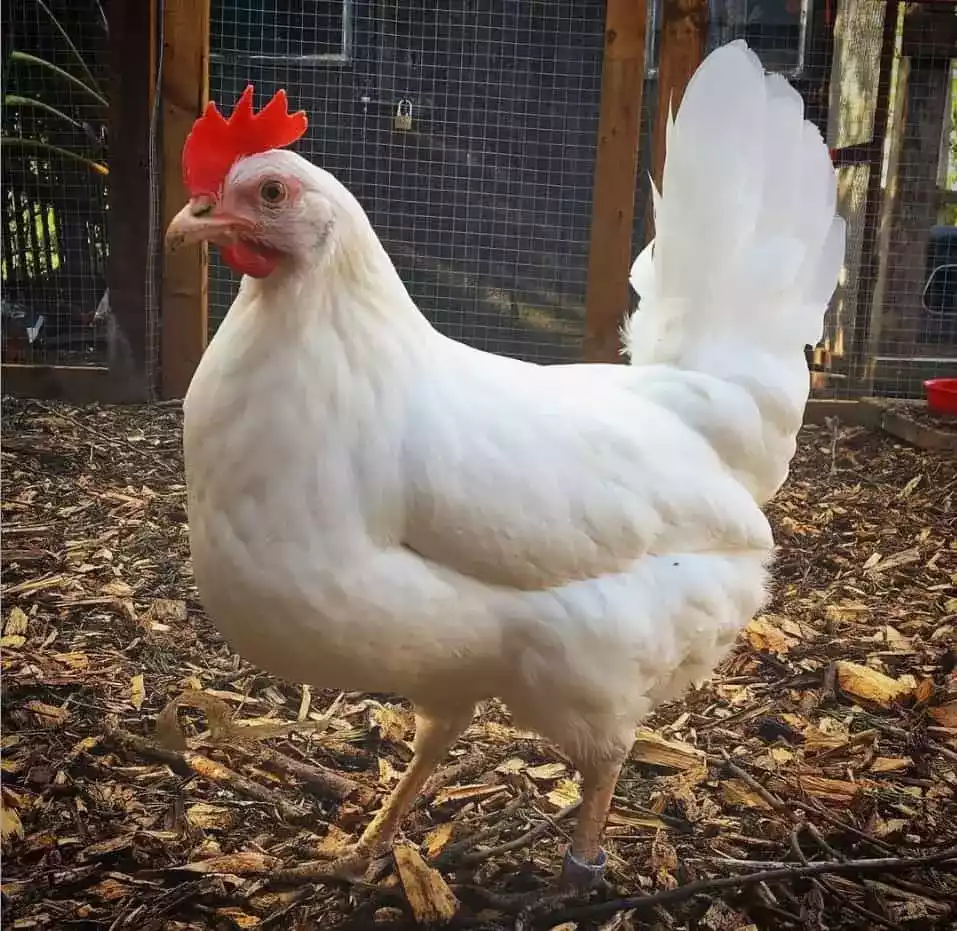 Ayam White Leghorn