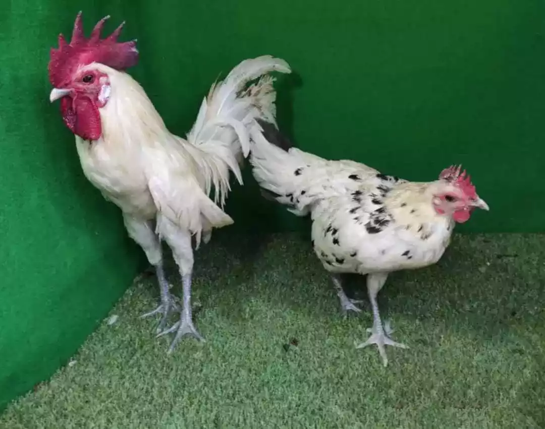 Ayam Ketawa